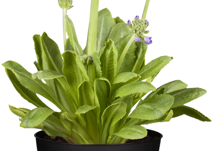 Kugelig blühende Schlüsselblume