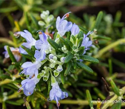 Hängender Rosmarin Hängender Rosmarin