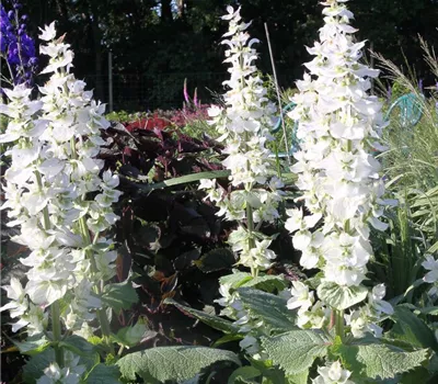 Muskateller-Salbei Muskateller-Salbei