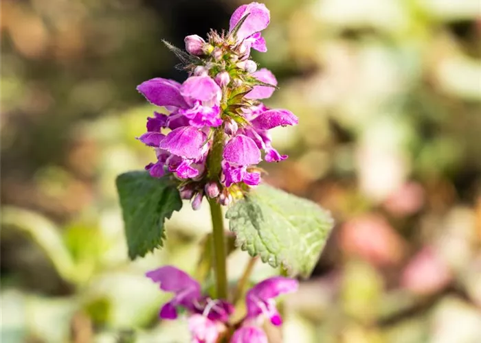 Lampionblume 'Zwerg' Lampionblume 'Zwerg'