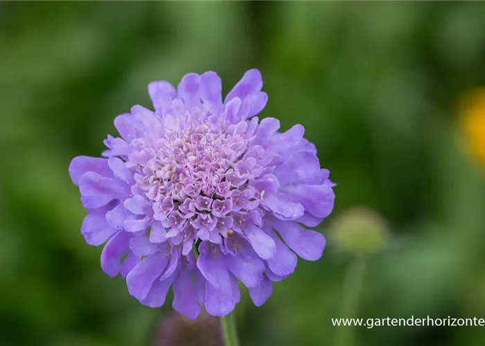 Garten-Tauben-Skabiose 'Butterfly Blue'