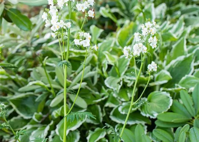 Garten-Jakobsleiter 'Album' Garten-Jakobsleiter 'Album'