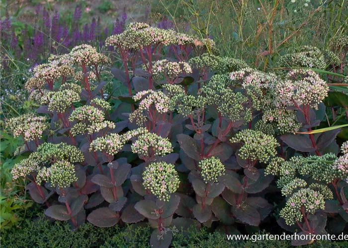 Großes Garten-Fettblatt Großes Garten-Fettblatt
