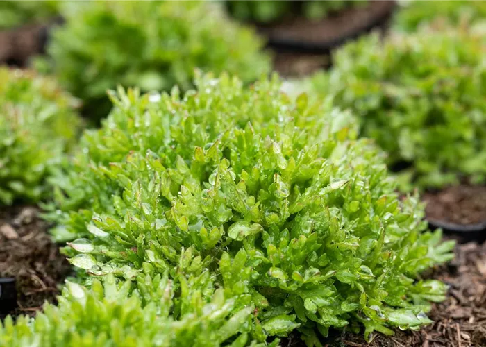 Garten-Moos-Steinbrech 'Peter Pan' Garten-Moos-Steinbrech 'Peter Pan'