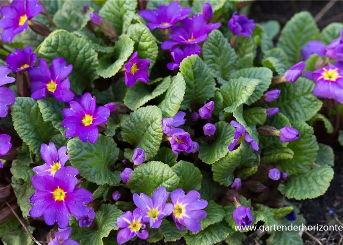 Garten-Kissen-Schlüsselblume 'Ostergruß'