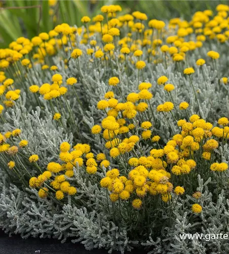 Graues Heiligenkraut