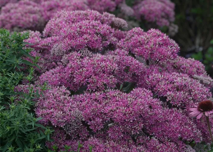 Großes Garten-Fettblatt 'Mr. Goodbud' Großes Garten-Fettblatt 'Mr. Goodbud'