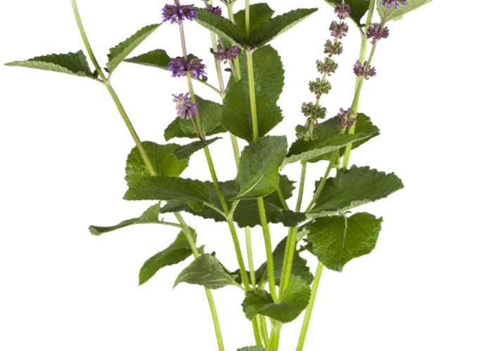 Quirlblütiger Garten-Salbei 'Endless Love'®