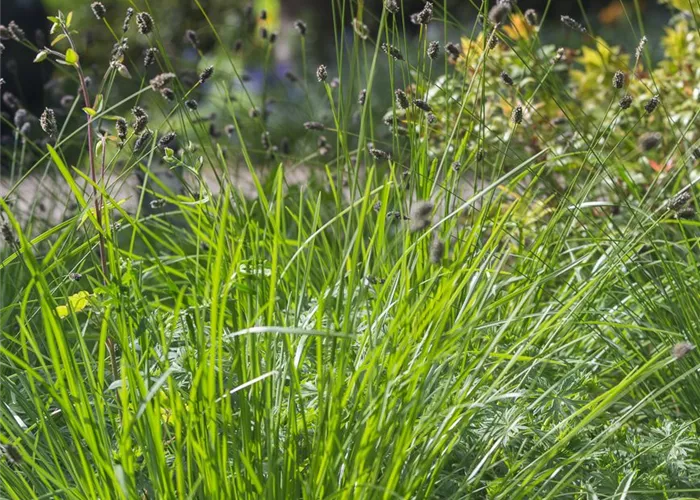 Grünes Kopfgras Grünes Kopfgras