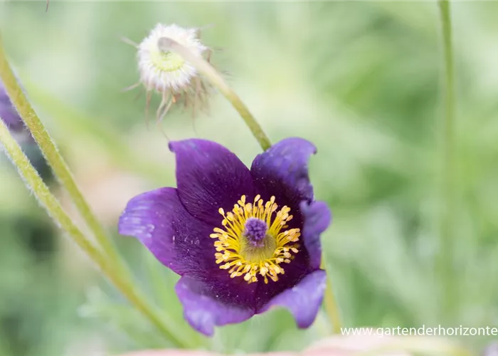 Gewöhnliche Kuhschelle Gewöhnliche Kuhschelle