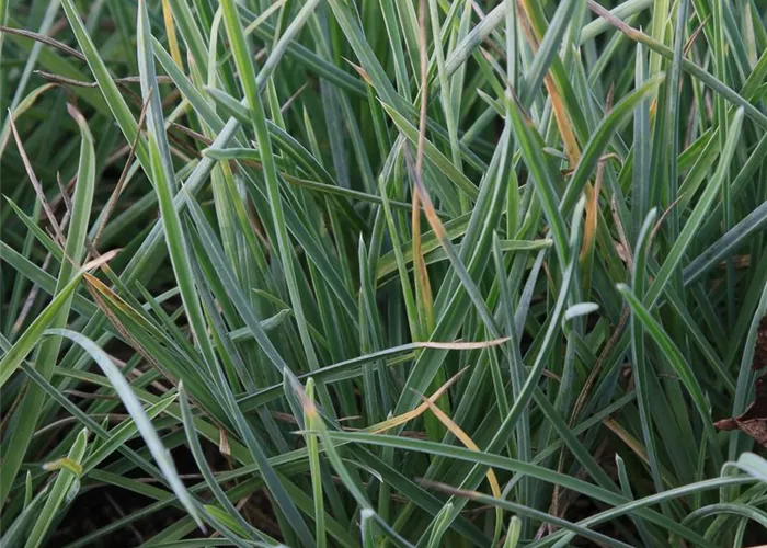 Nest-Blaugras Nest-Blaugras