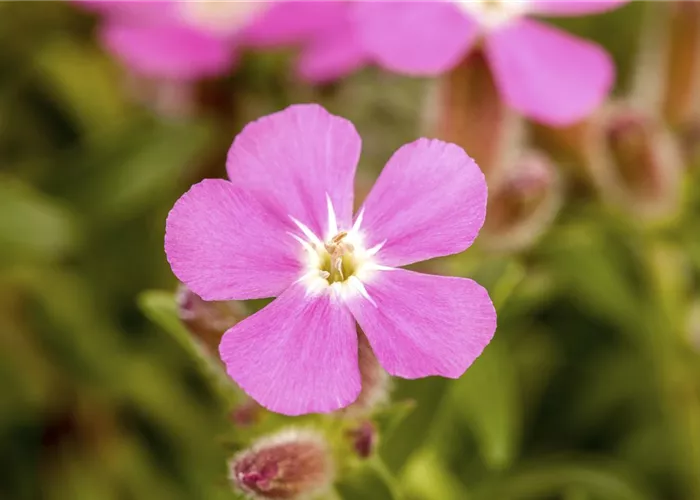 Kissen-Seifenkraut Kissen-Seifenkraut