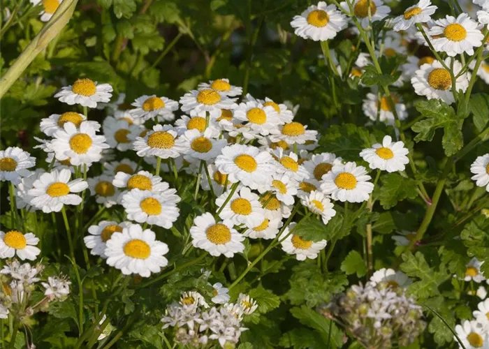 Mutterkraut Mutterkraut