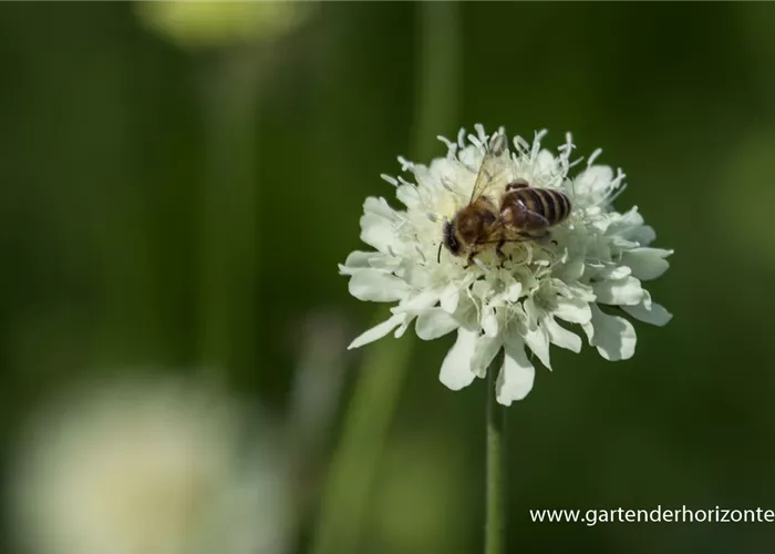 Gelbe Skabiose Gelbe Skabiose