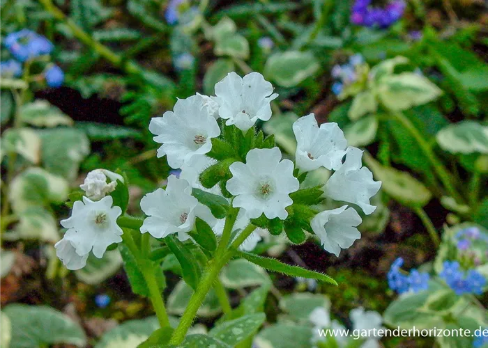 Kleingeflecktes Garten-Lungenkraut 'Sissinghurst White'