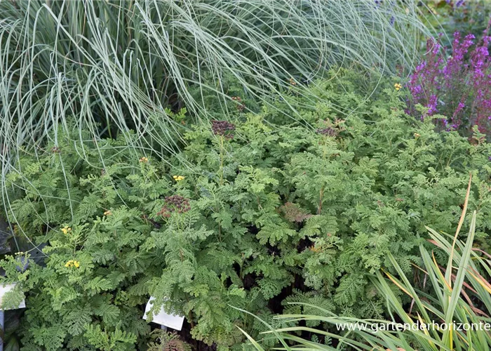 Krausblättriger Rainfarn Krausblättriger Rainfarn