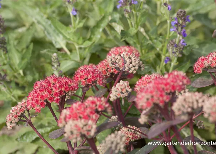Großes Garten-Fettblatt 'Red Cauli'® Großes Garten-Fettblatt 'Red Cauli'®
