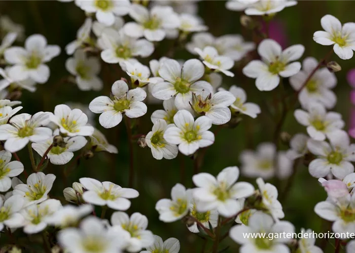 Garten-Moos-Steinbrech 'White Pixie' Garten-Moos-Steinbrech 'White Pixie'