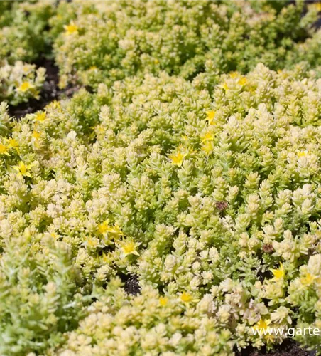 Sedum acre 'Aureum Gold' Sedum acre 'Aureum Gold'