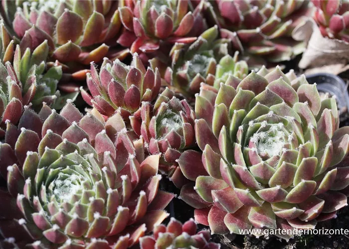 Spinnwebige Steinrose 'Rauhreif' Spinnwebige Steinrose 'Rauhreif'