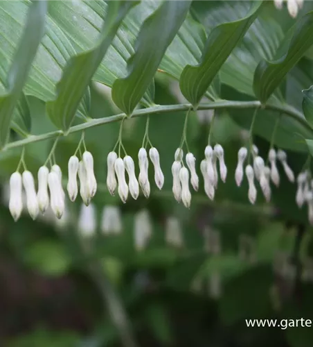 Zweiblütiges Salomonssiegel Zweiblütiges Salomonssiegel
