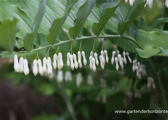 Zweiblütiges Salomonssiegel