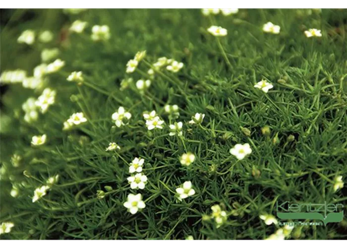 Sternmoos 'Irish Moss' Sternmoos 'Irish Moss'