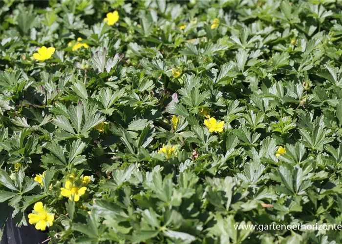 Frühlings-Fingerkraut Frühlings-Fingerkraut