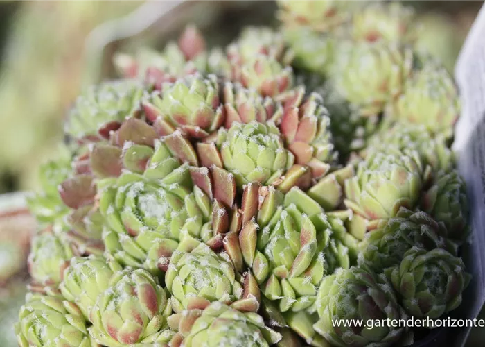 Spinnenwebige Steinrose 'Silberkarneol' Spinnenwebige Steinrose 'Silberkarneol'