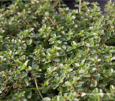 Kümmel-Thymian Kümmel-Thymian