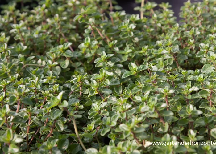 Kümmel-Thymian Kümmel-Thymian
