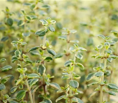 Zitronen-Thymian 'Doone Valley' Zitronen-Thymian 'Doone Valley'