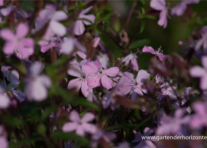 Seifenkraut Seifenkraut
