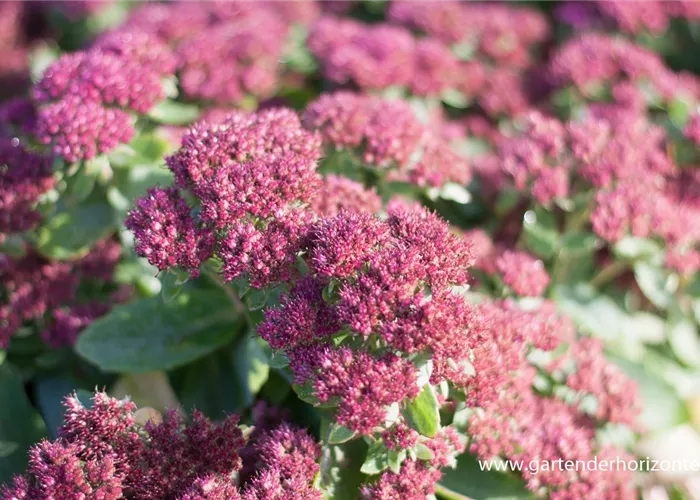 Prächtiges Garten-Fettblatt