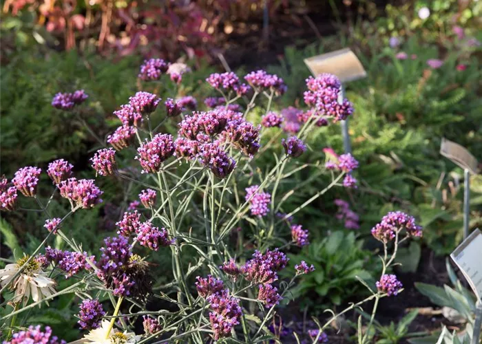 Eisenkraut 'Lollipop' Eisenkraut 'Lollipop'