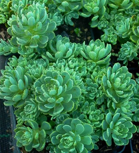 Sedum pachyclados Sedum pachyclados
