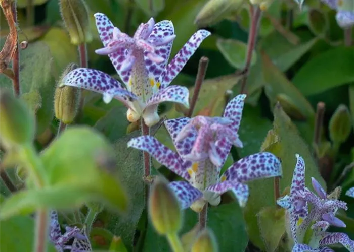 Japanische Krötenlilie Japanische Krötenlilie