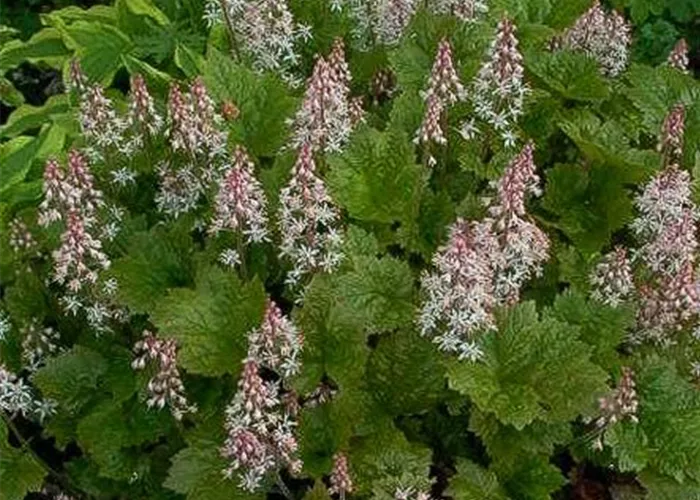 Herzblättrige Schaumblüte Herzblättrige Schaumblüte