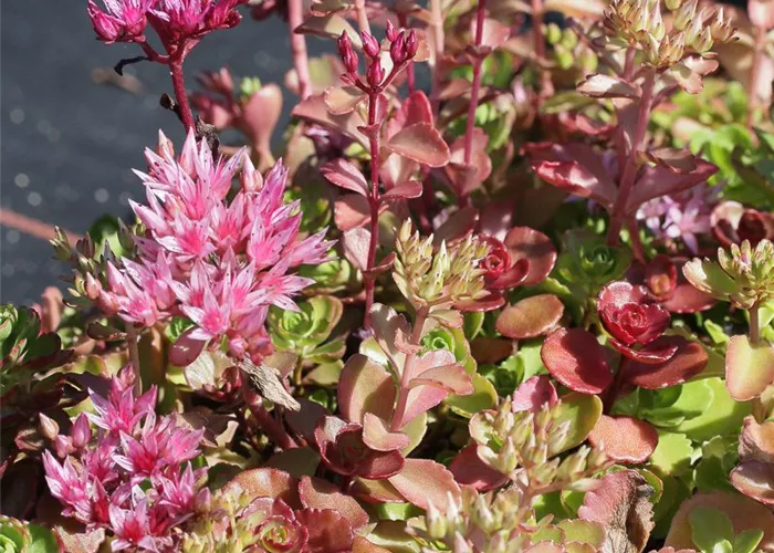 Garten-Teppich-Fettblatt Garten-Teppich-Fettblatt