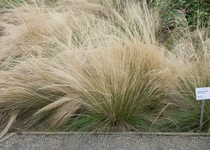 Zartes Federgras Zartes Federgras