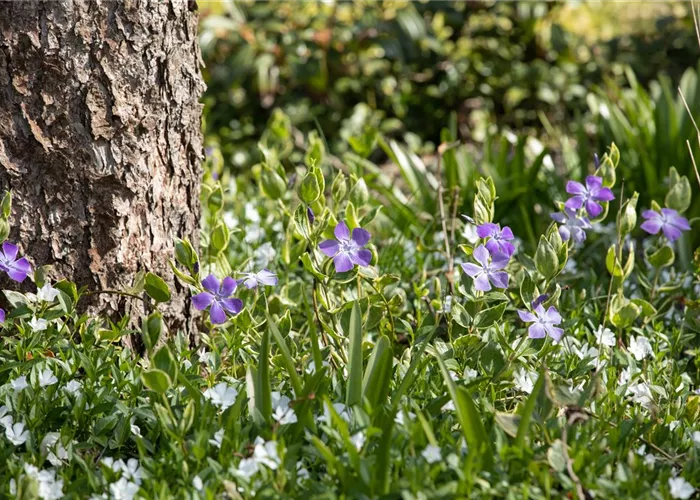 Immergrün Immergrün