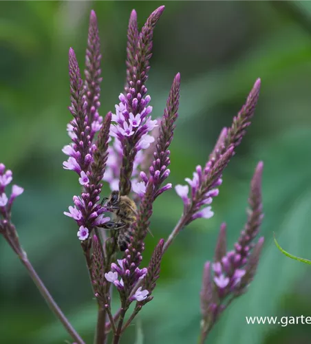 Lanzen-Eisenkraut Lanzen-Eisenkraut