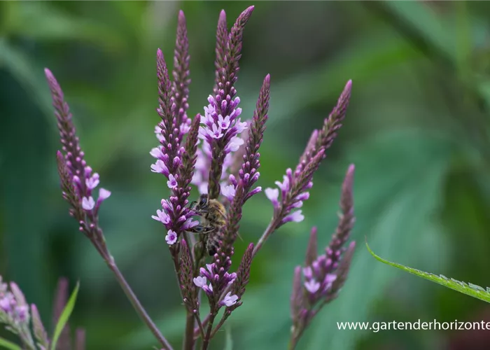 Lanzen-Eisenkraut Lanzen-Eisenkraut