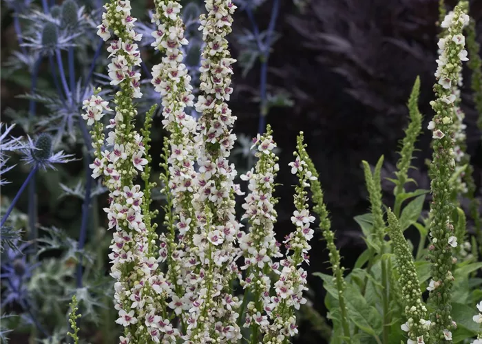 Chaix Königskerze 'Wedding Candles' Chaix Königskerze 'Wedding Candles'