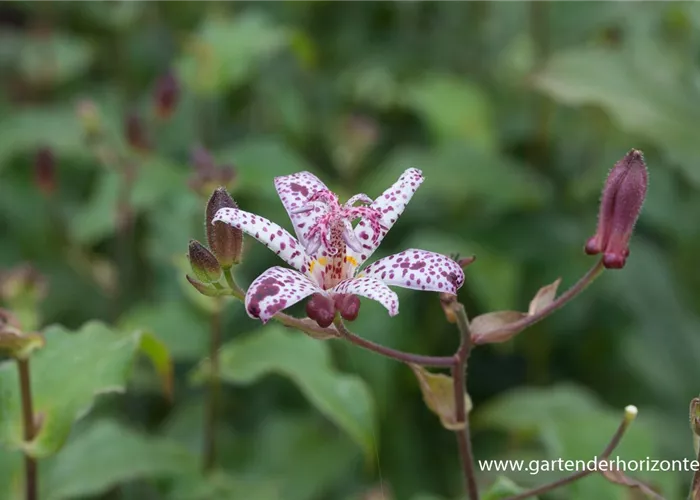 Japanische Krötenlilie Japanische Krötenlilie