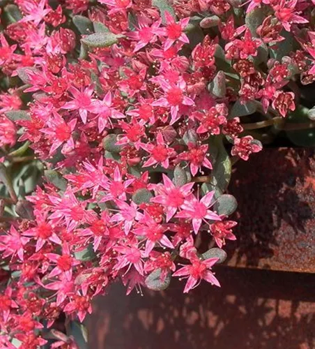 Sedum cauticola Sedum cauticola