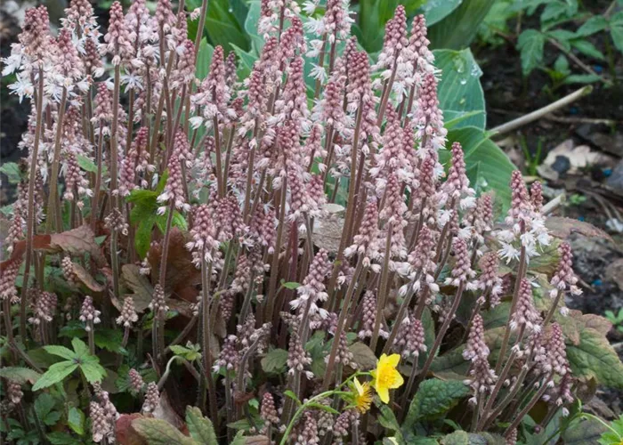 Zipfelblättrige Garten-Schaumblüte 'Pink Skyrocket'