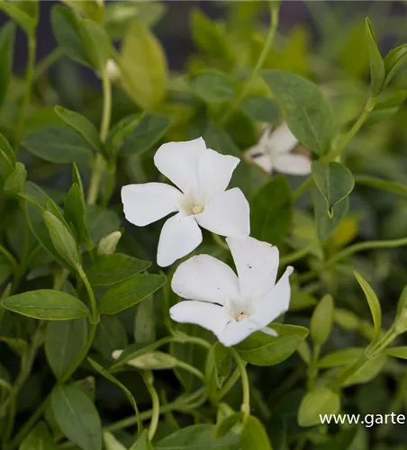 Kleines Garten-Immergrün 'Elisa'(s) Kleines Garten-Immergrün 'Elisa'(s)