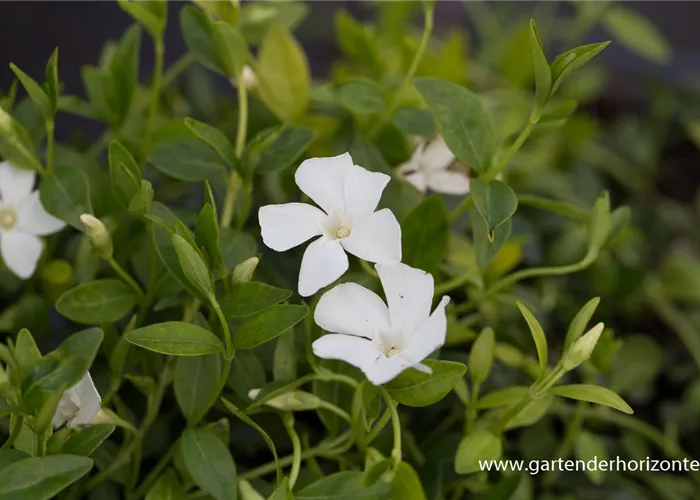 Kleines Garten-Immergrün 'Elisa'(s) Kleines Garten-Immergrün 'Elisa'(s)