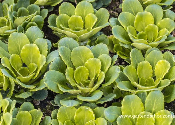 Porzellanblümchen Porzellanblümchen